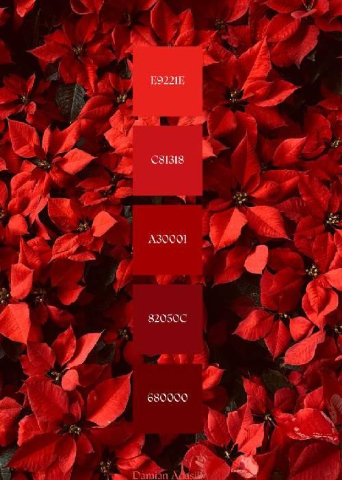palette featuring burgundy, wine red and deep red shades.